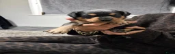 Rottweiler dogs for sale: Rottweiler puppy  - Advert 4