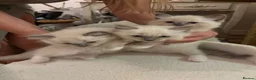 Ragdoll cats for sale: 🐾 Beautiful Ragdoll Kittens 🐾 - Advert 6
