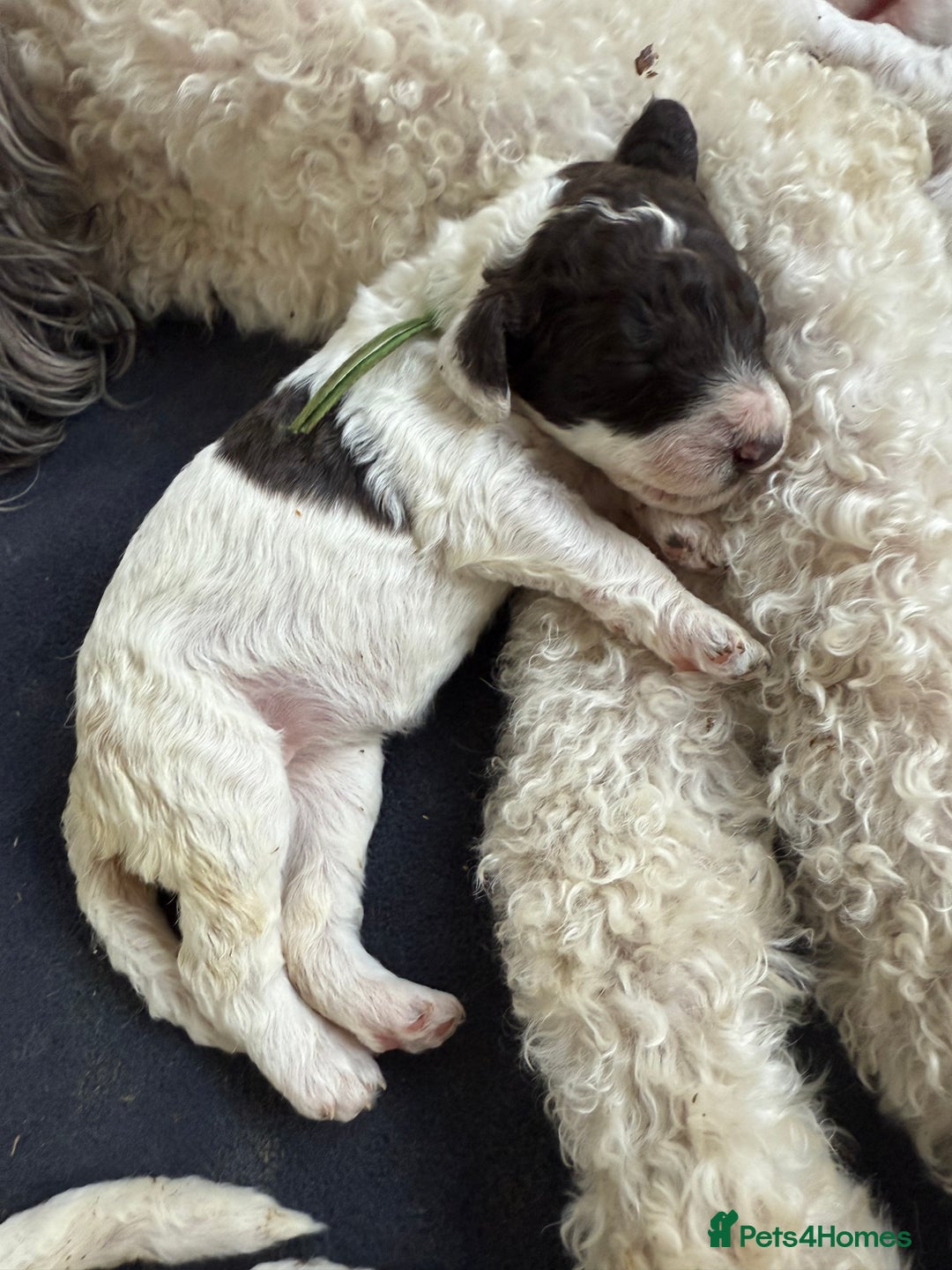 Labradoodle dogs for sale: Therapy breeder 5th gen miniature F1bbbb - Image 19