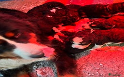 Bernedoodle dogs for sale: Tri Bernedoodle boys and girls  - Advert 18