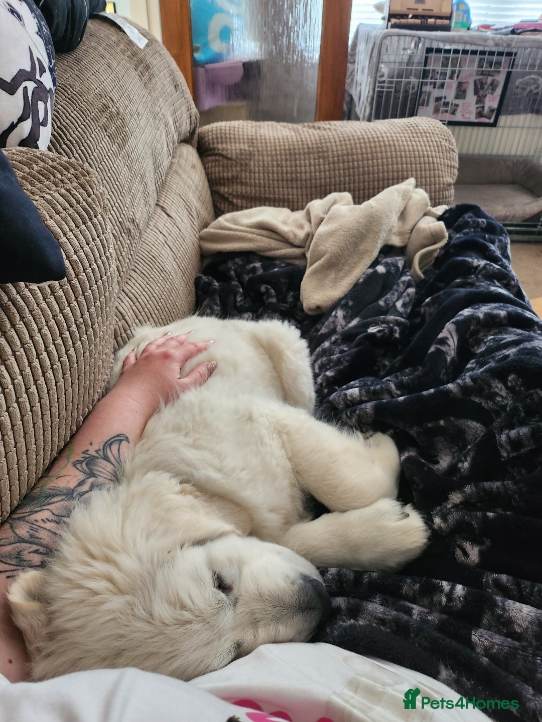 Golden Retriever dogs for stud: Dog available for stud - Advert 8