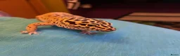 Leopard Gecko reptiles for sale: Leopard Gecko in Rotherham - Advert 2