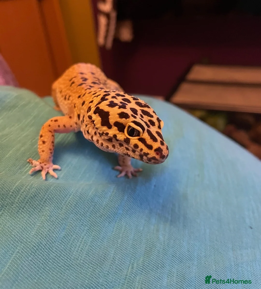 Leopard Gecko reptiles for sale: Leopard Gecko in Rotherham - Advert 2