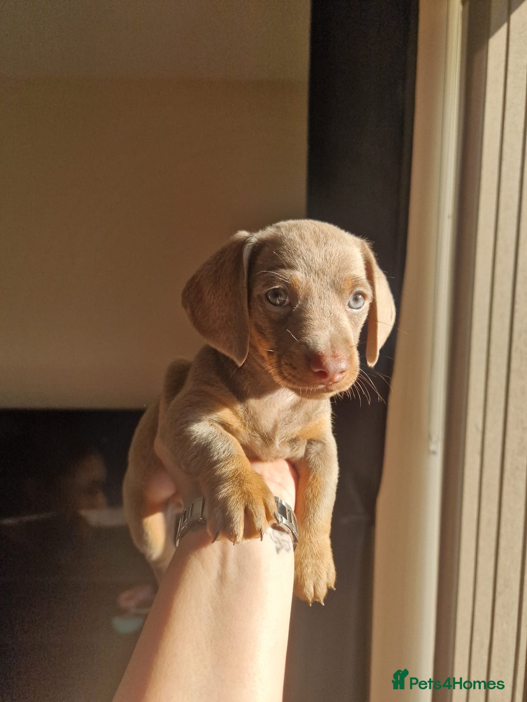 Dachshund dogs for sale: Dachshund puppies for sale - Advert 10