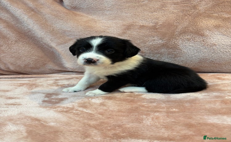 Border Collie dogs - Advert 1