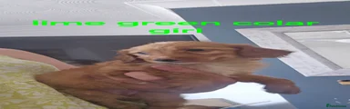 Cockapoo 6