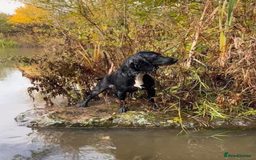 Cocker Spaniel dogs for sale: Stunning cocker spaniel puppies (blue roans)  - Advert 4