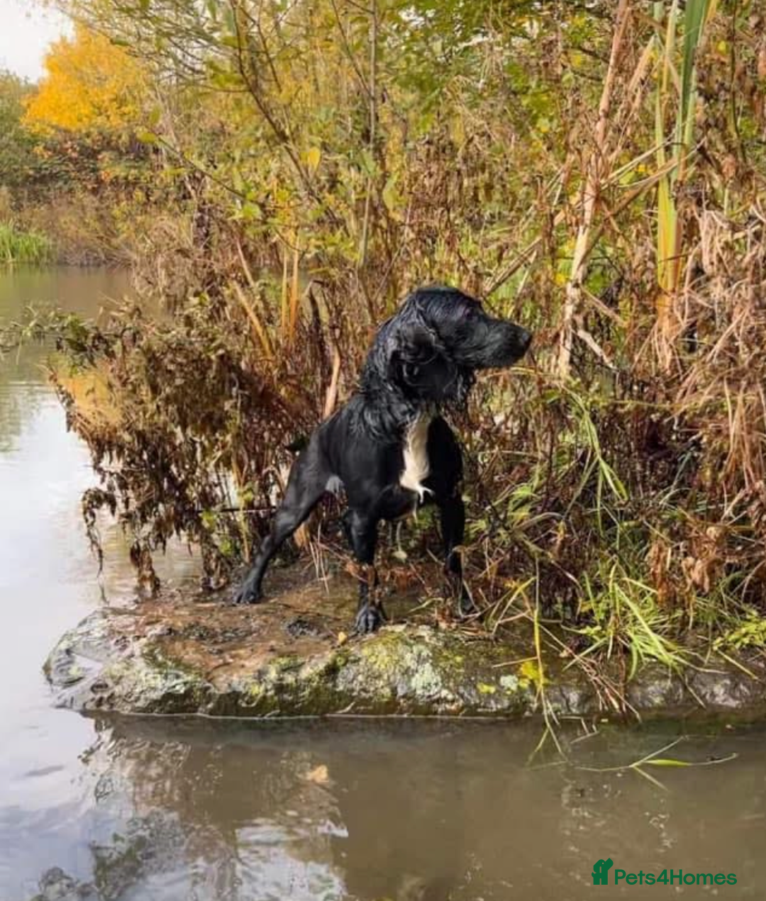 Cocker Spaniel dogs for sale: Stunning cocker spaniel puppies (blue roans)  - Advert 4