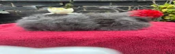 Lionhead rabbits for sale: Lionhead Baby Bunies  - Advert 4