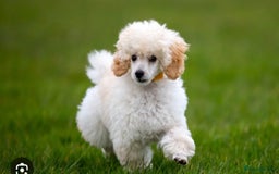 Toy Poodle dogs for sale: ***Teacup Toy poodle boy*** - Image 10