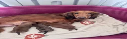 Dachshund dogs for sale: 🐾 Beautiful Long-Haired Dachshund Puppies 🐾 - Advert 10