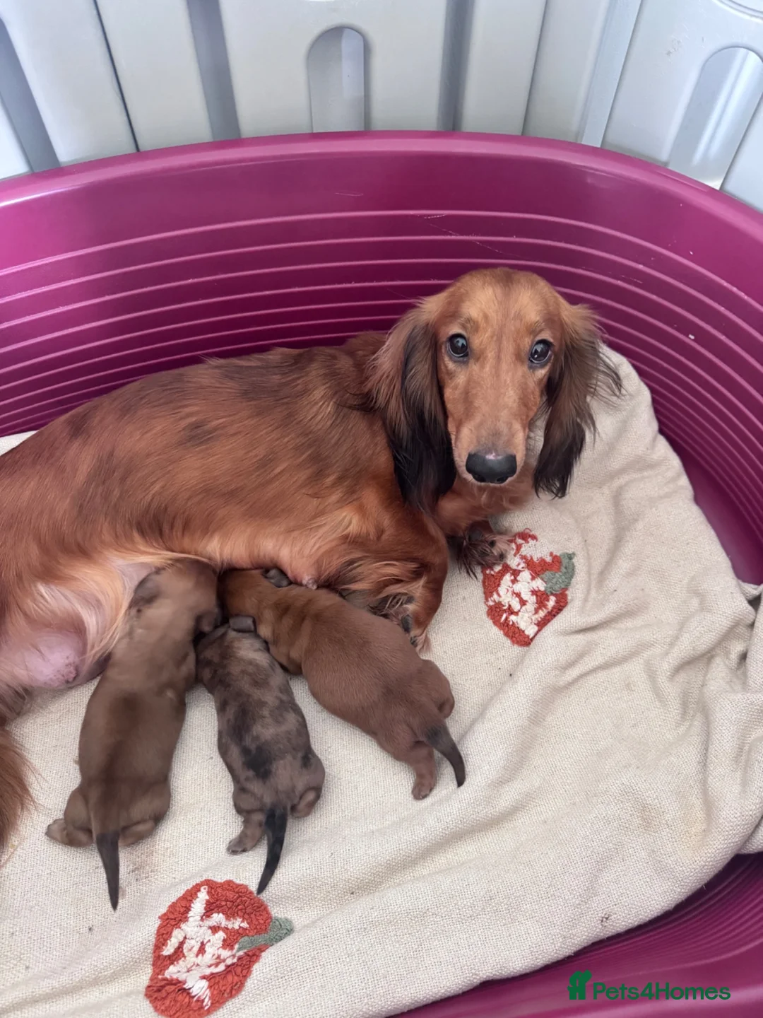 Dachshund dogs for sale: 🐾 Beautiful Long-Haired Dachshund Puppies 🐾 - Advert 10