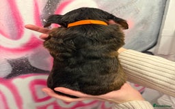 Cockapoo dogs for sale: *STUNNING F1 COCKAPOO PUPPIES* - Advert 24