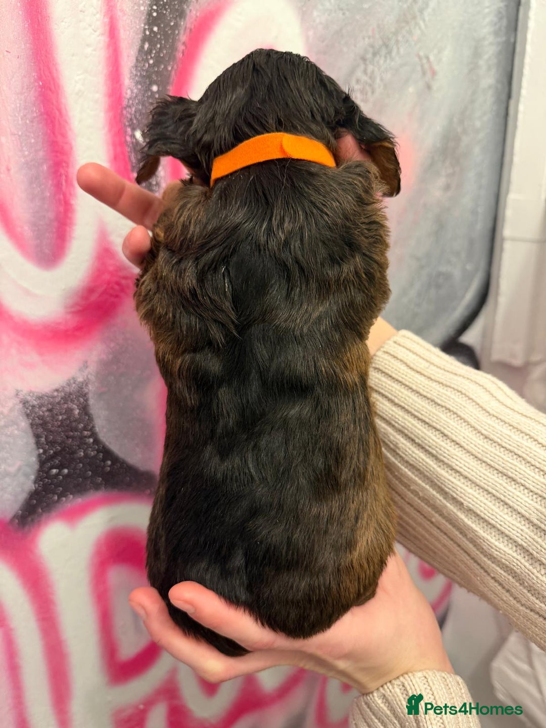 Cockapoo dogs for sale: *STUNNING F1 COCKAPOO PUPPIES* - Advert 24