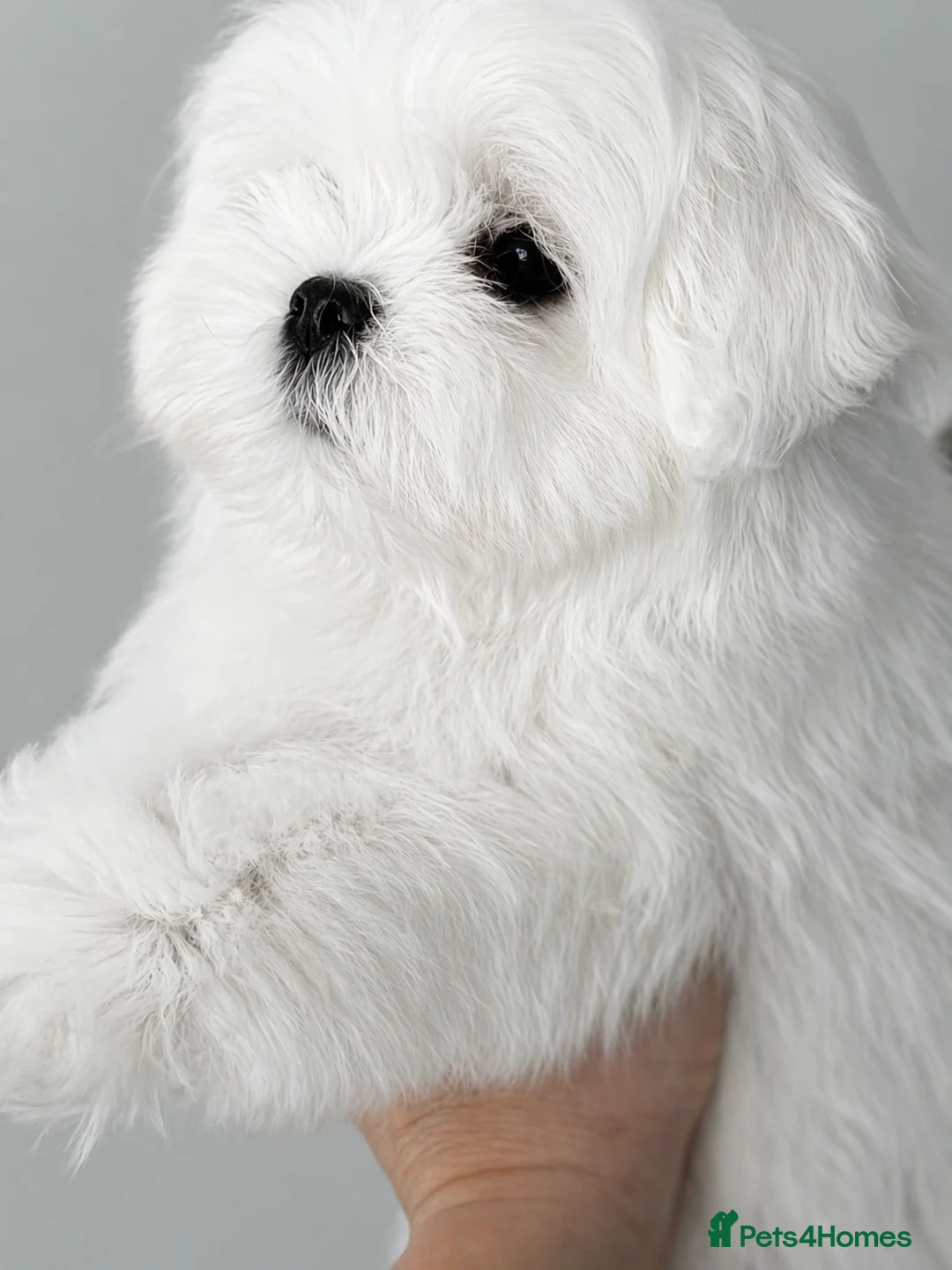 Maltese dogs for sale: Beautiful Korean Maltese male puppy  - Advert 1