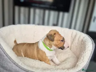 English Bull Terrier dogs Beautiful KC Reg English Bull Terrier Puppies - Advert 1