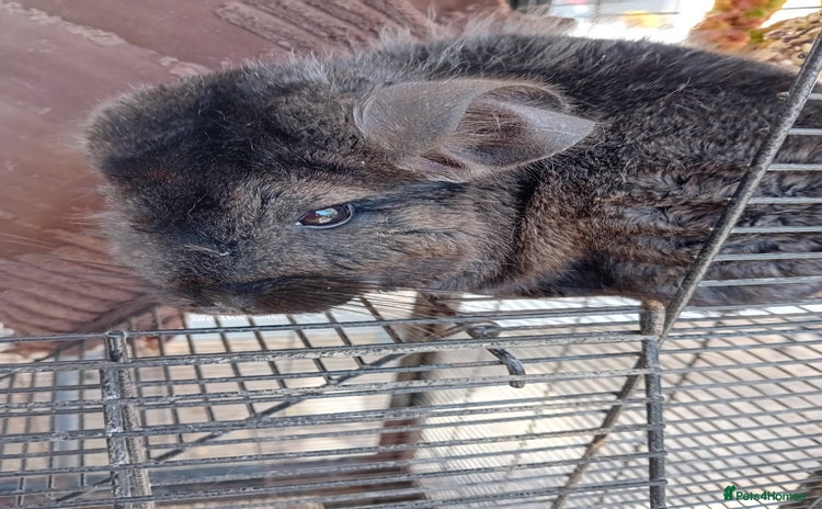 Chinchilla rodents for sale - Advert 2