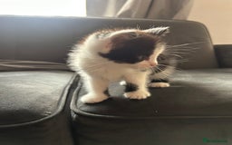 Domestic Shorthair cats for sale: 5 fluffy kittens  - Image 8