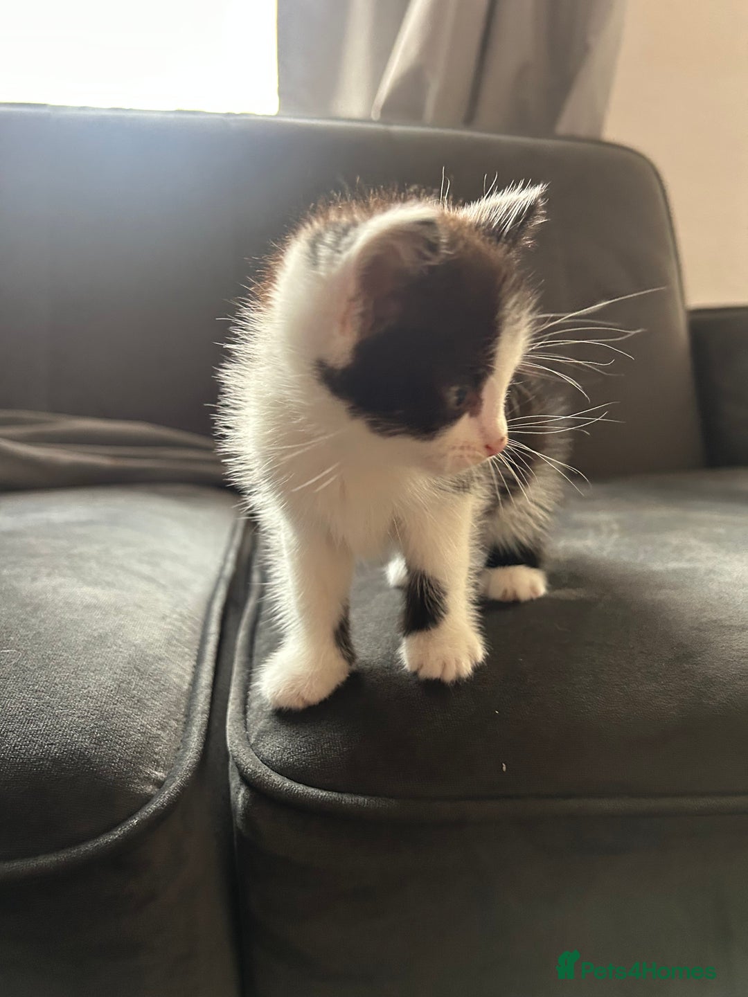 Domestic Shorthair cats for sale: 5 fluffy kittens  - Image 8