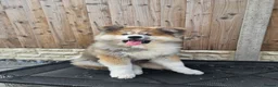 Akita dogs for sale: RKC Long-coat female - Advert 12