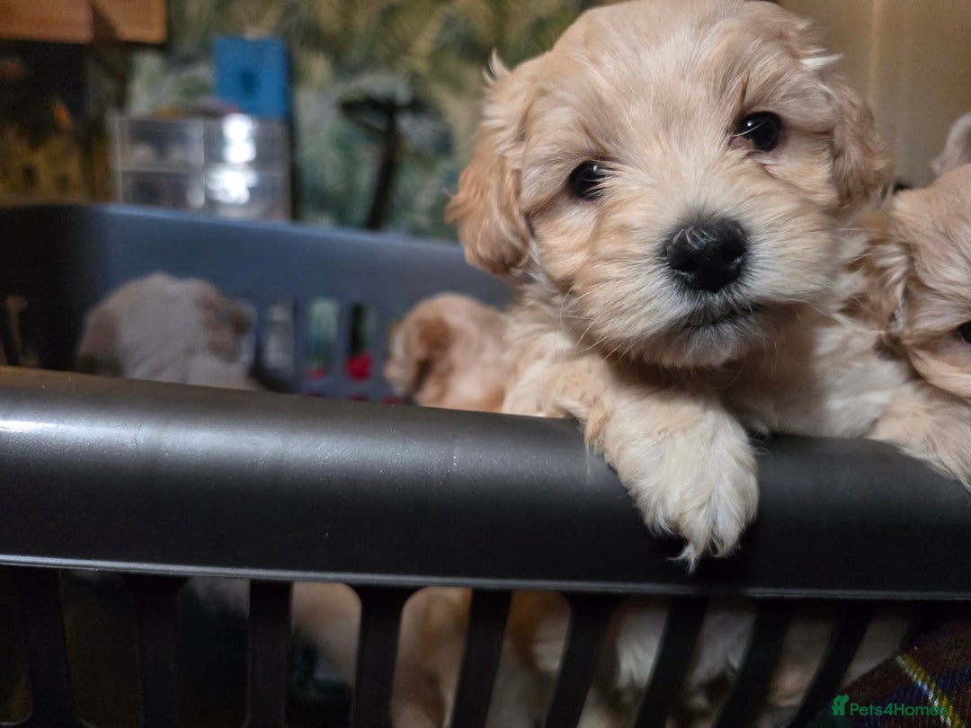 Maltipoo dogs for sale: F1 Maltipoo for sale  - Advert 23