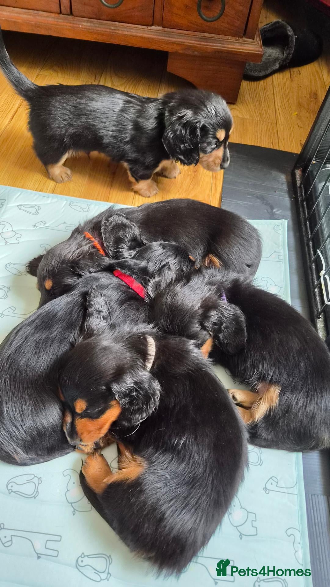 Miniature Dachshund dogs Longhaired Minature Dachshund  - Advert 3