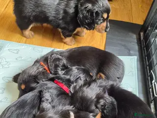 Miniature Dachshund dogs Longhaired Minature Dachshund - Advert 3