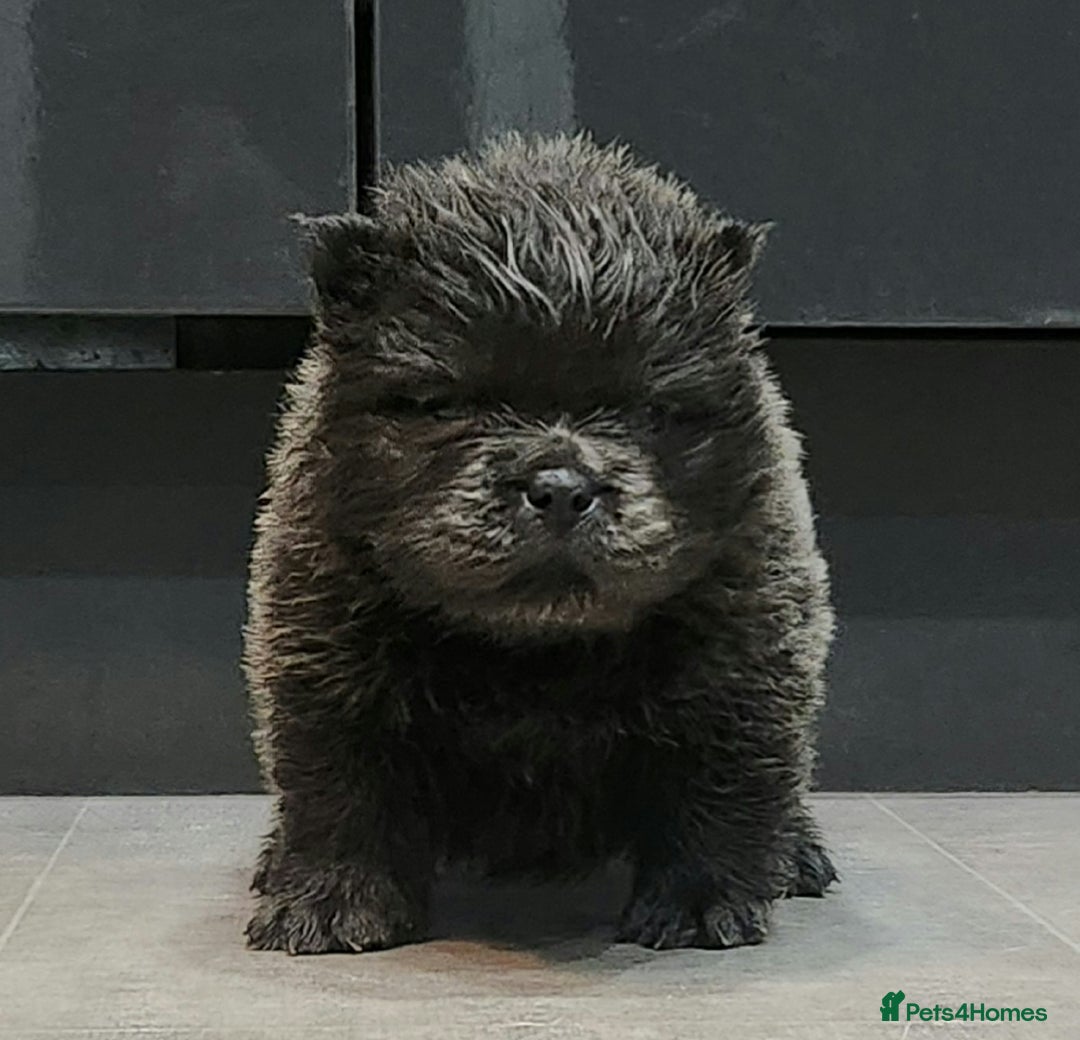 Chow Chow dogs for sale: Chow chow pedigree pups - Advert 13