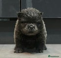 Chow Chow Puppy 4