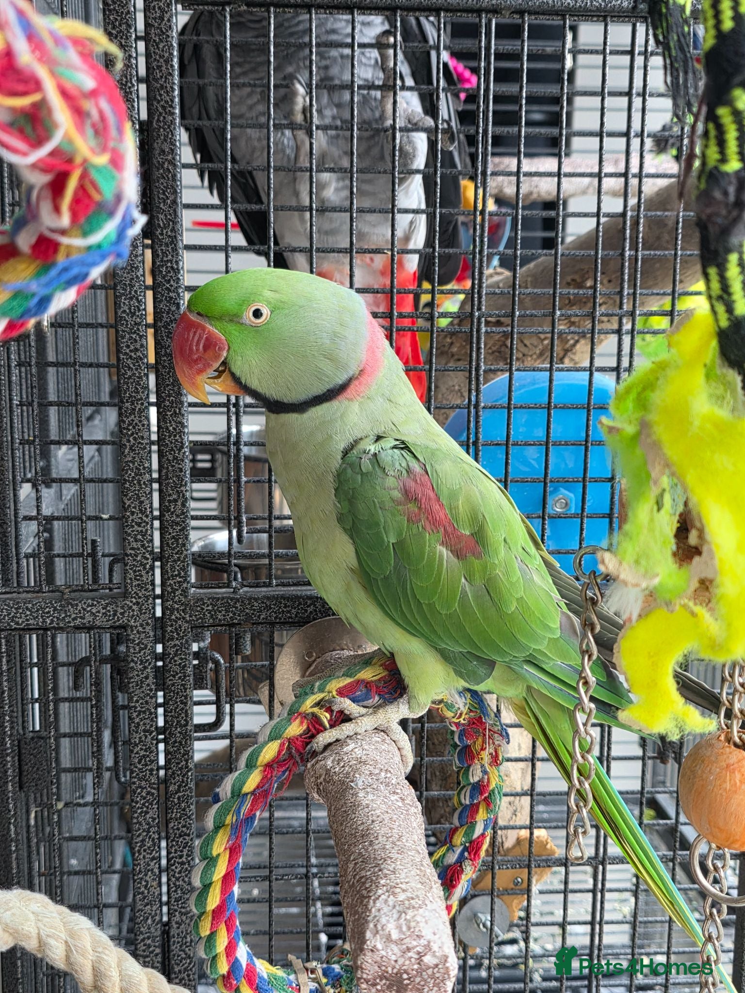 Parakeets birds Alexadria Parakeet Parrot  - Advert 2