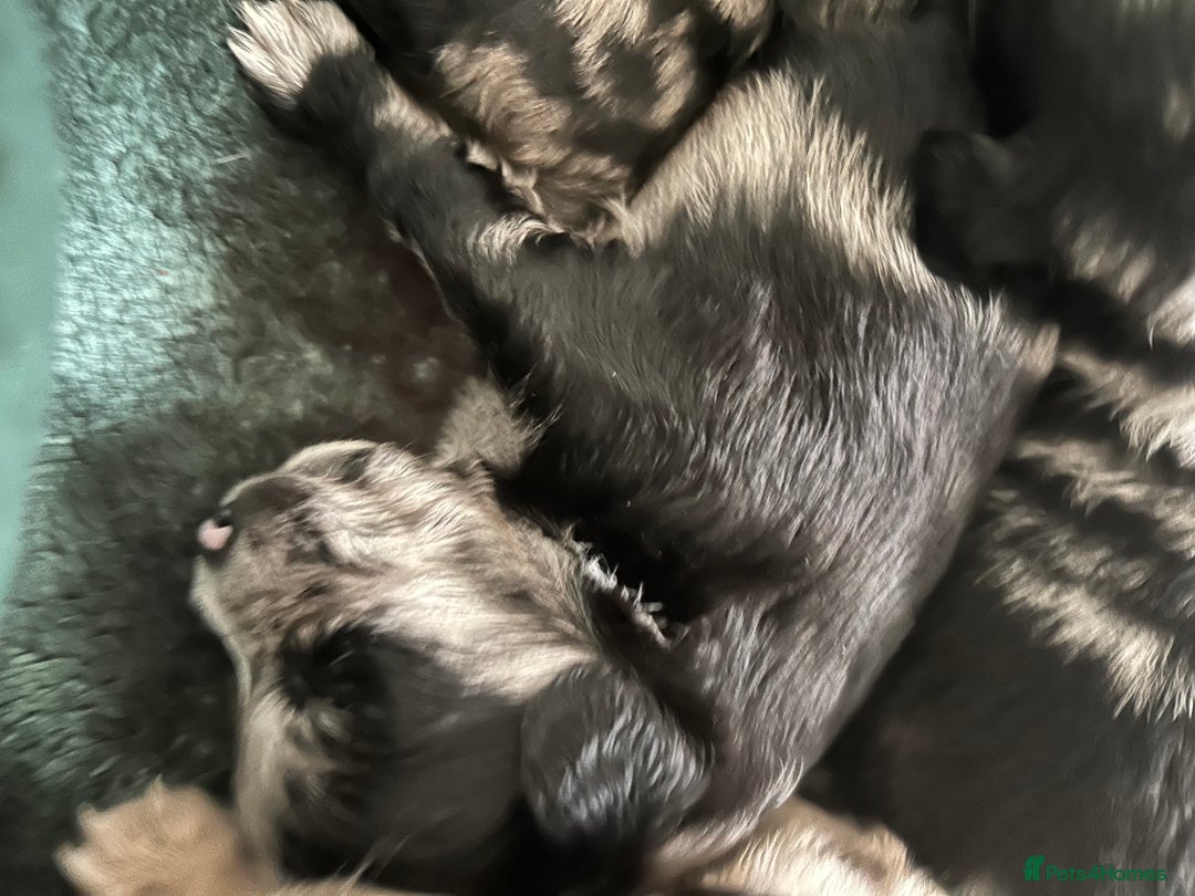 Mixed Breed dogs for sale: American cocker spaniel x Pomeranian  - Image 11