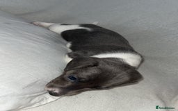 Dachshund dogs for sale: Gorgeous miniature dachshunds  - Image 8
