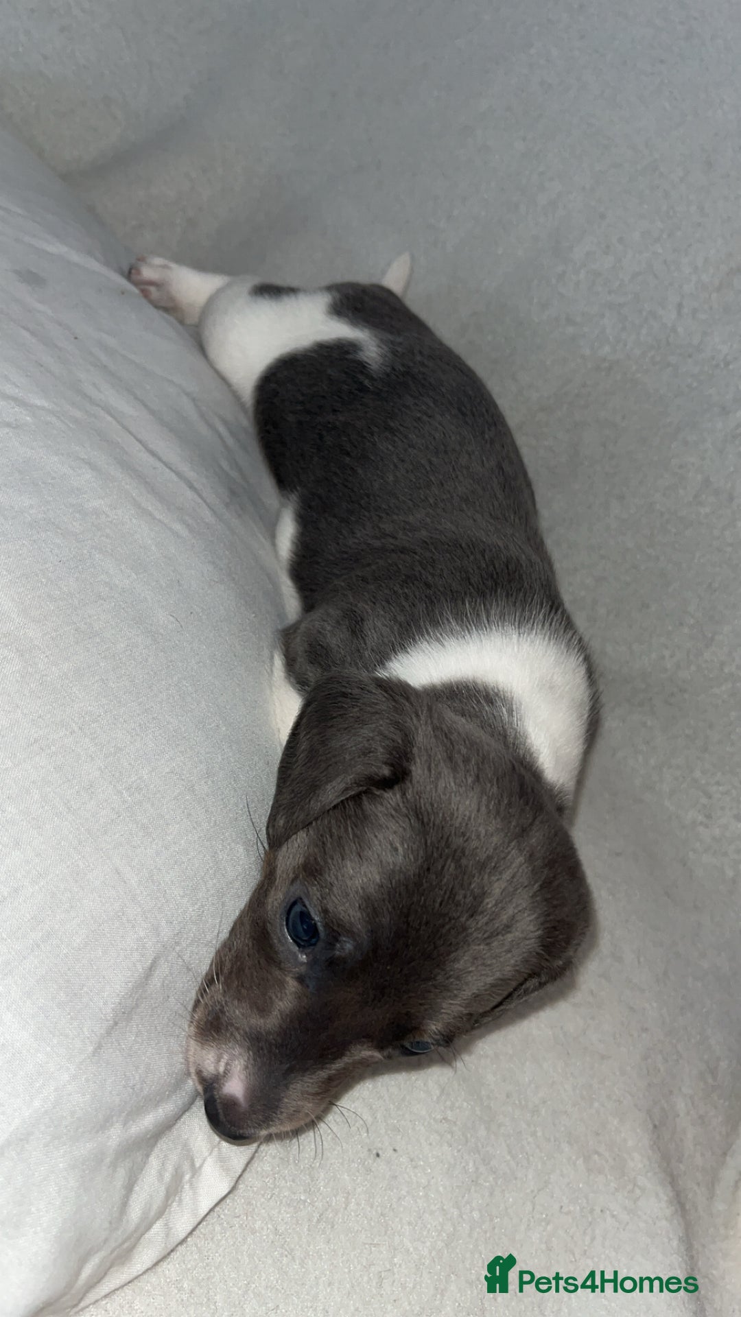 Dachshund dogs for sale: Gorgeous miniature dachshunds  - Image 8