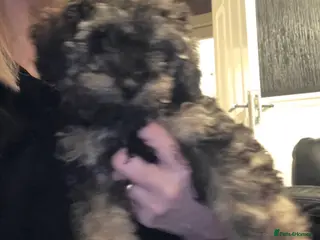 Doxiepoo dogs Beautiful toy poodle phantom rare colour 3/4 pups - Advert 12