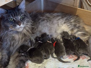 Maine Coon cats Beautiful GCCF registered Maine coon Kittens - Advert 4