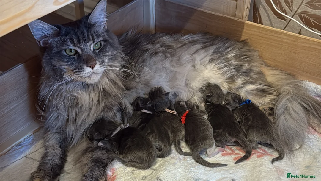 Maine Coon cats for sale: Beautiful GCCF registered Maine coon Kittens  - Advert 8