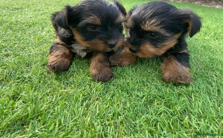 Yorkshire Terrier dogs - Advert 1
