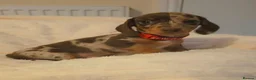 Miniature Dachshund dogs for sale: 🐶 READY TODAY 🐶 3 Minature Dachshund puppies 🐶  - Advert 3