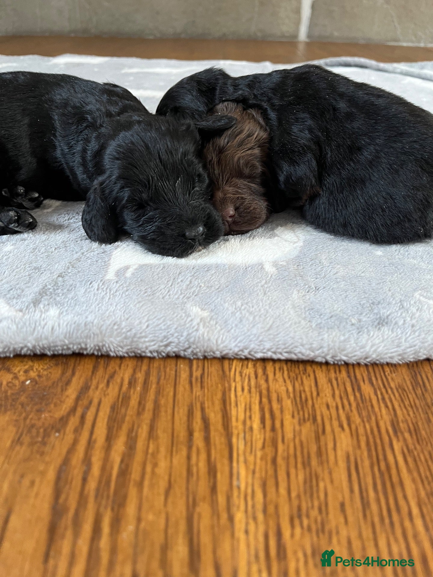 Cockapoo dogs 7 stunning F1 cockapoo puppies, black and browns  - Advert 1