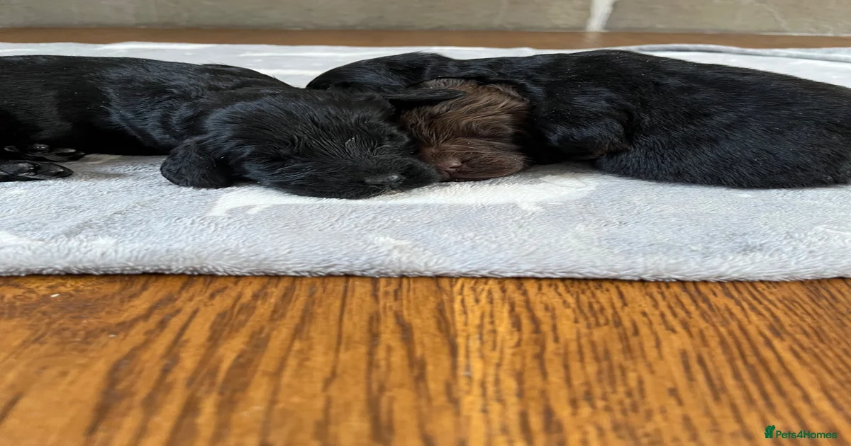 Miniature miniature Cockapoo Puppies for sale | Pets4Homes
