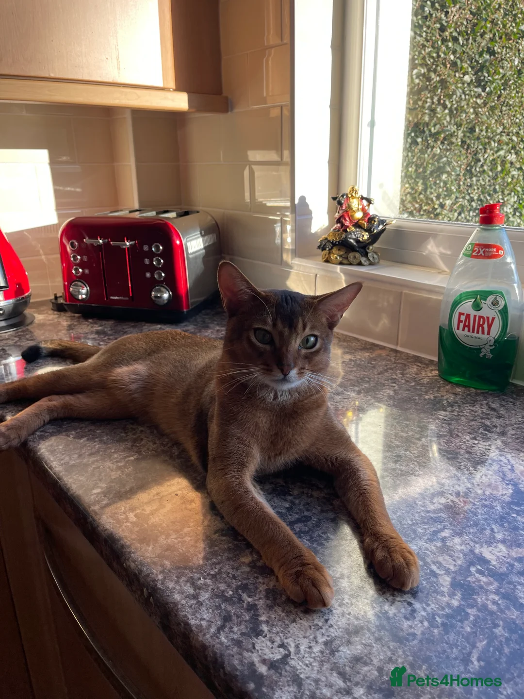 Abyssinian cats for stud: Champion line Aby boy for stud in Romford - Advert 31