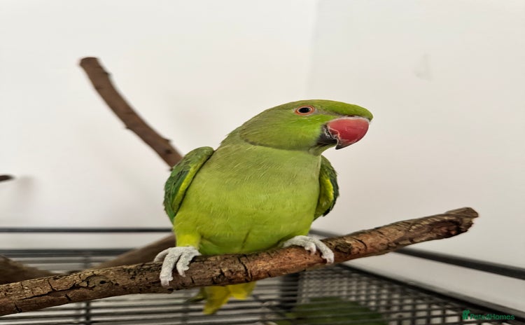 Ringnecks birds - Advert 1
