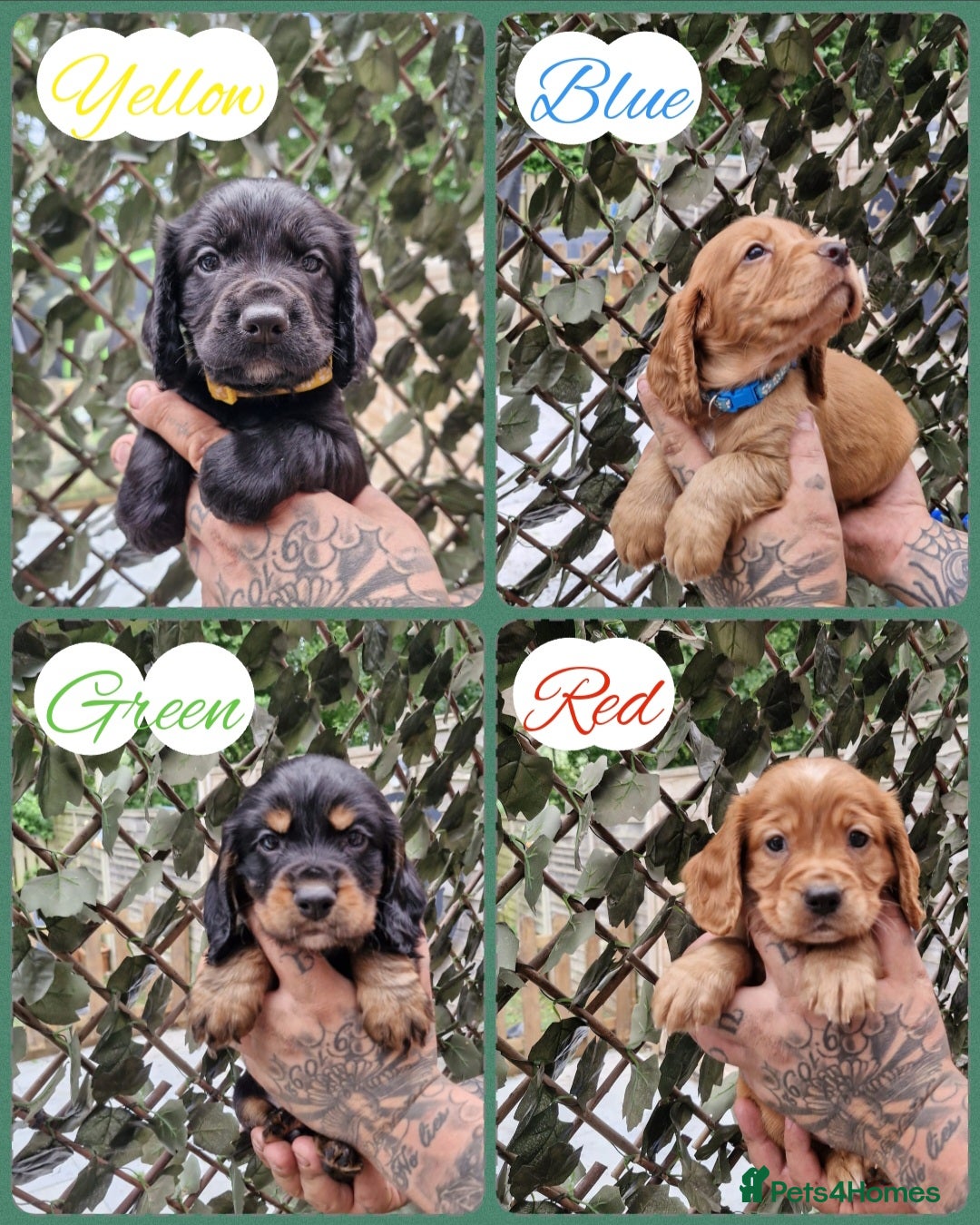 Cocker Spaniel dogs KC Reg WCS pups Health tested FTCH lines - Advert 12