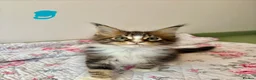 Maine Coon cats for sale: Full Maine Coon Kittens - Advert 16