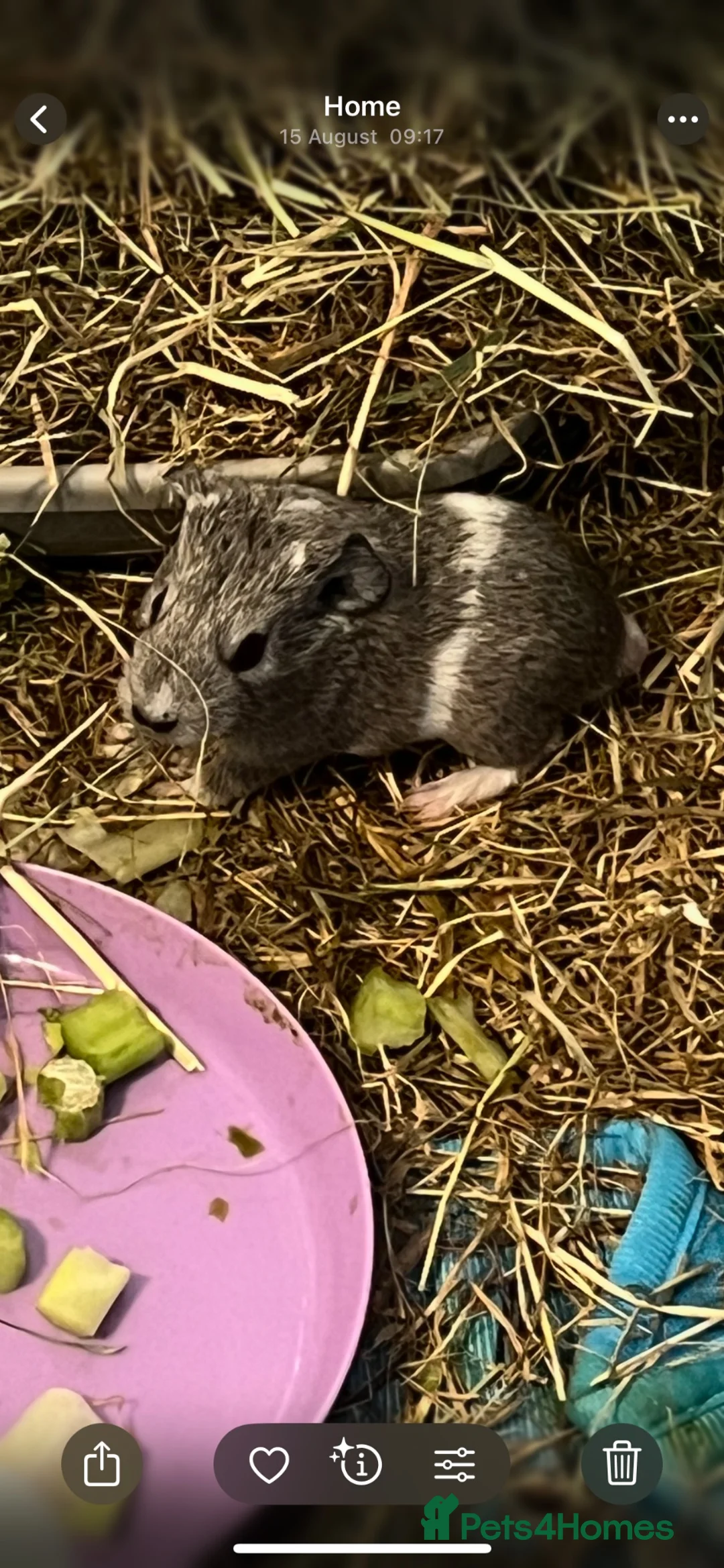 Guinea Pig rodents for sale: 2 week old baby guinea pigs for sale - Advert 2