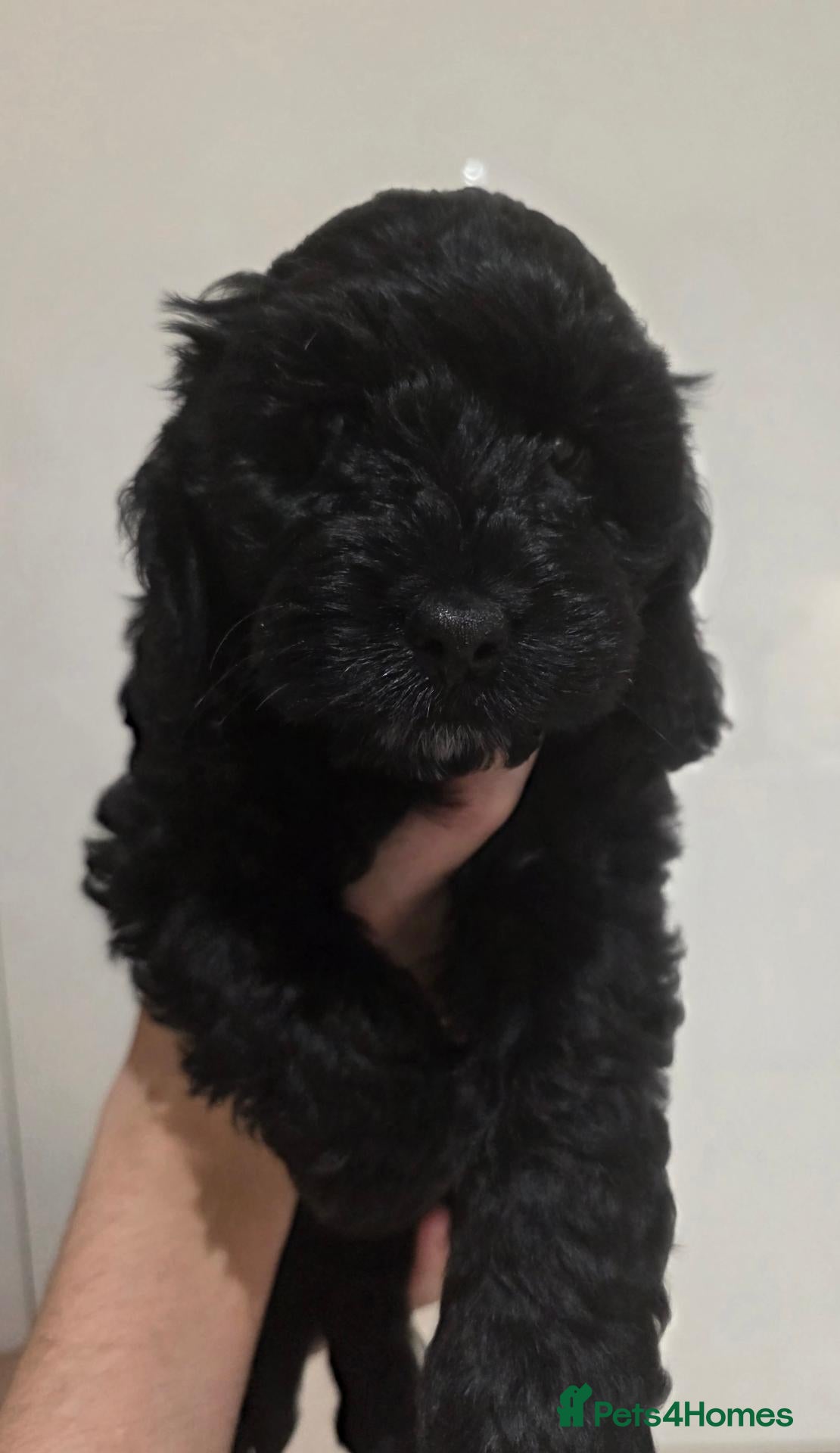 Cockapoo dogs Stunning health tested cockapoos - Advert 1
