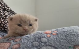 British Shorthair cats for sale: British Shorthair Lilac and Blue colour  - Image 11