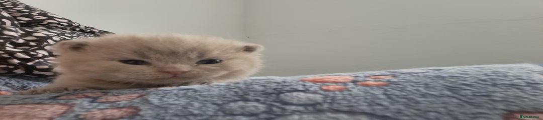 British Shorthair Kitten 3