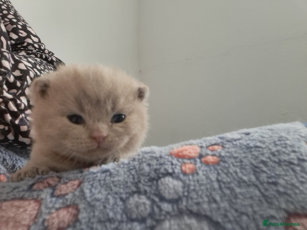 British Shorthair cats for sale: British Shorthair Lilac and Blue colour  - Image 11