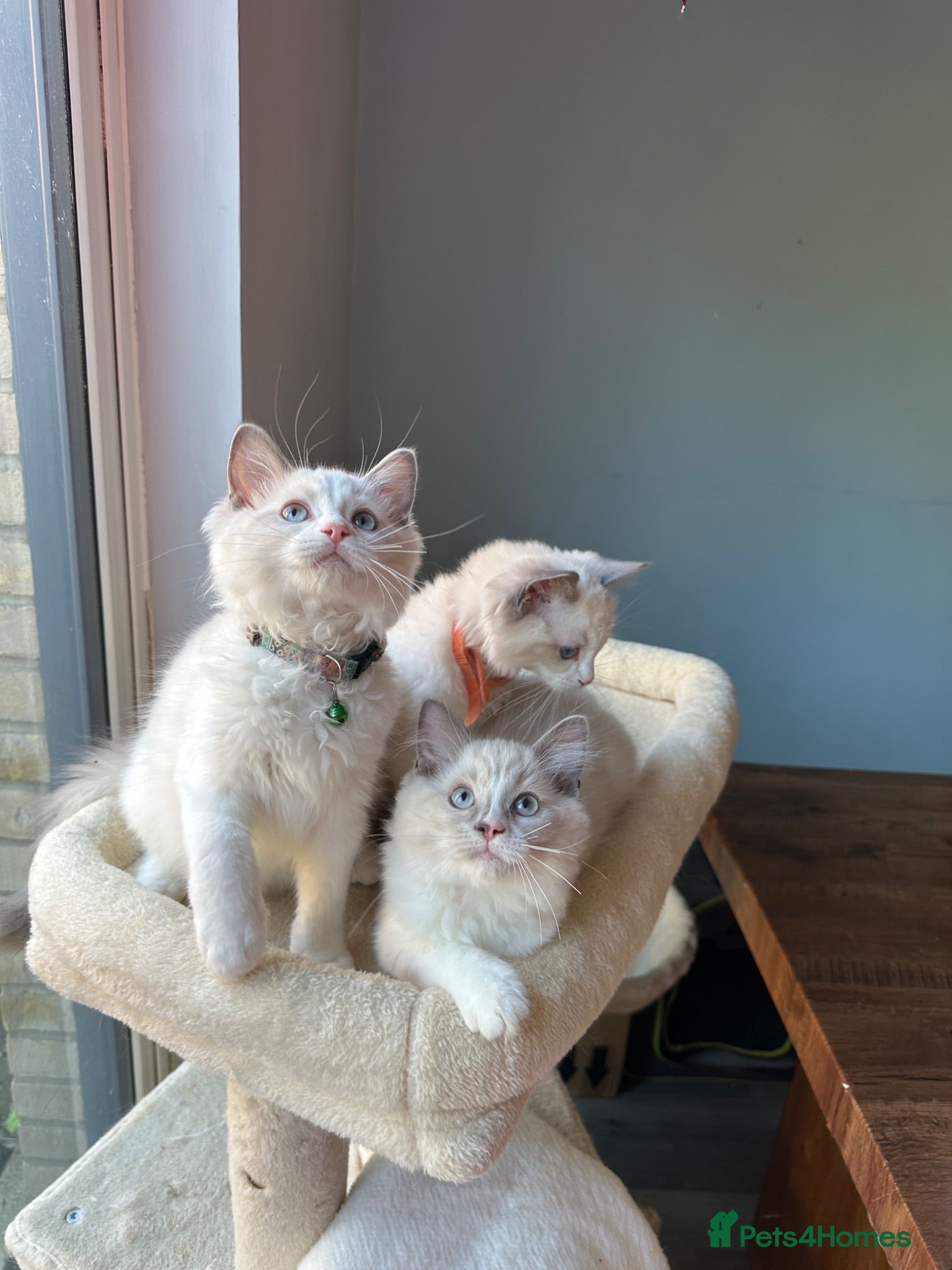 Ragdoll cats  TICA Quality Beautiful ragdoll kittens 😻🌟 - Advert 11